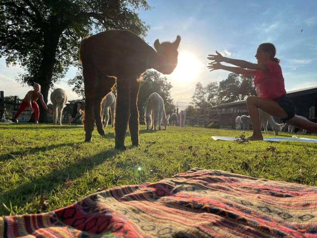 Eltern Kind Yoga mit Alpakas