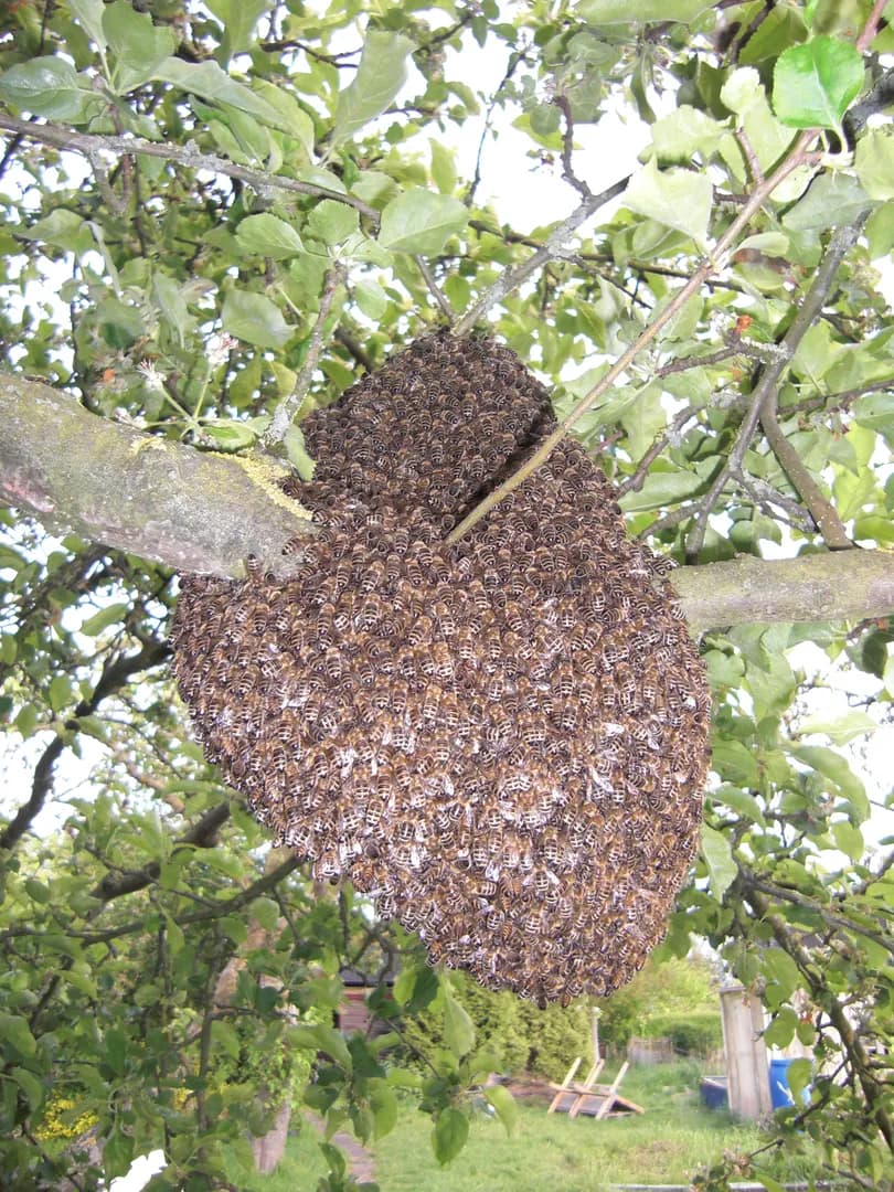 Schnupperkurs Bienenhaltung - Vorschaubild 5