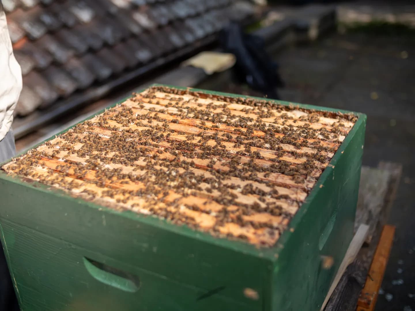 Schnupperkurs Bienenhaltung - Vorschaubild 6