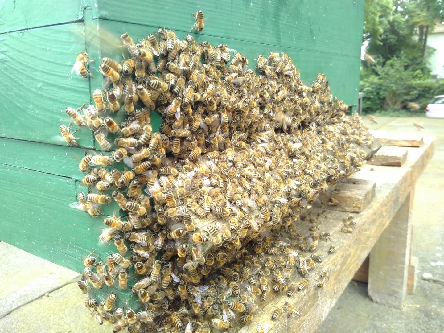 Schnupperkurs Bienenhaltung - Vorschaubild 7