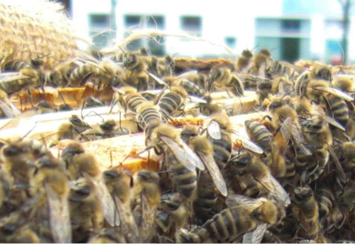 Schnupperkurs Bienenhaltung in Bremen